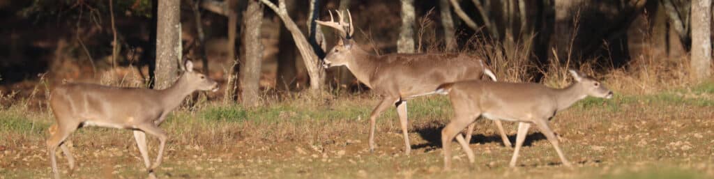 Deer Management Assistance Program (DMAP) • Arkansas Game & Fish Commission