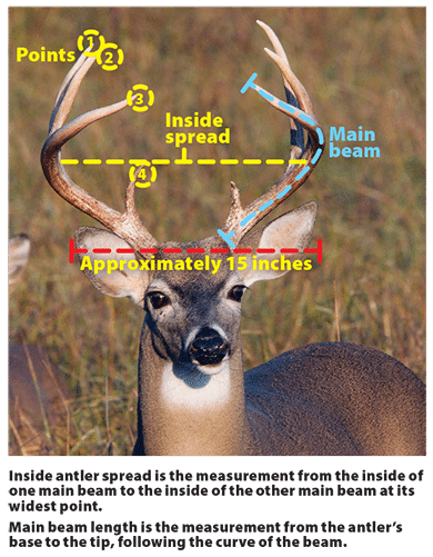Deer-specific Hunting Regulations • Arkansas Game & Fish Commission