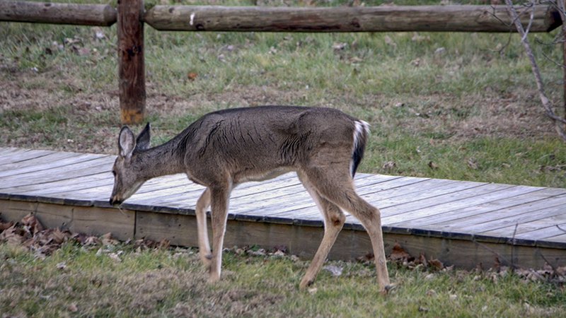 Deer Seasons and Limits by Zone • Arkansas Game & Fish Commission