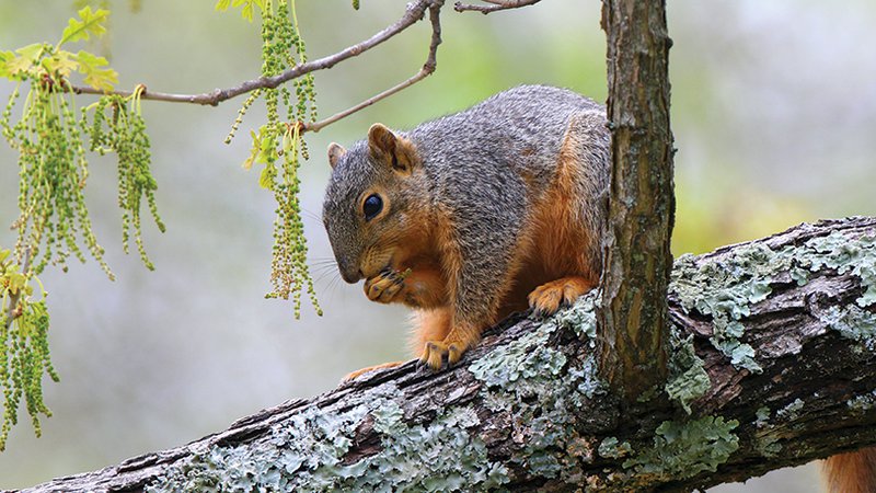 Arkansas squirrel season opens to cool spring weather • Arkansas Game &  Fish Commission