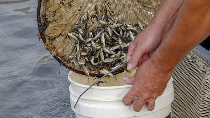 Fisheries Management: Stocking Supplemental Forage Fish