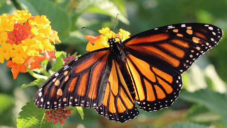 Monarch butterflies and other pollinators focus of special summit in ...