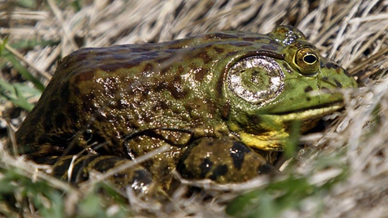 Tree Frog – Jaw Jacker Fishing
