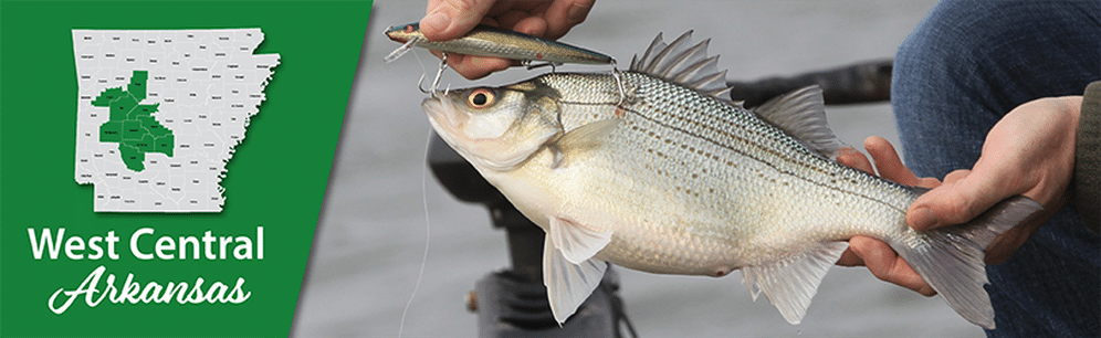 Arkansas Wildlife Weekly Fishing Report - Mountain Home Observer