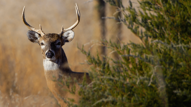 Deer Seasons and Limits by Zone • Arkansas Game & Fish Commission