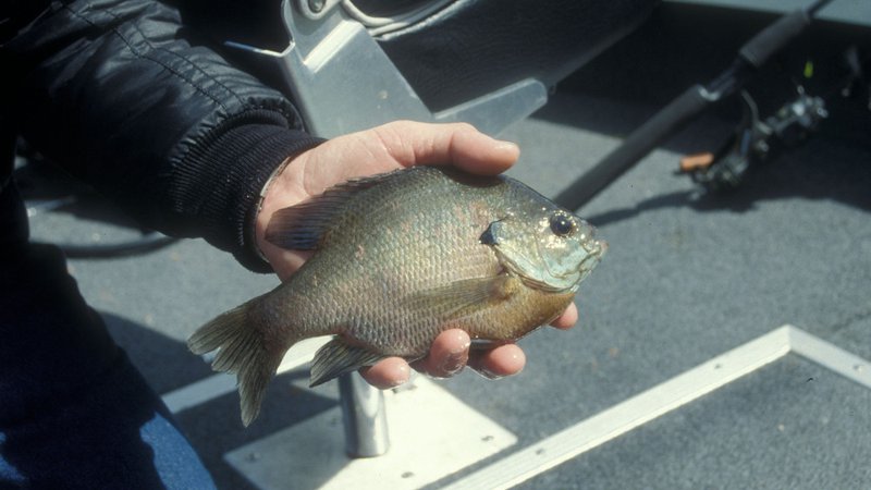 Stinky stuff! Catfish baits that reek of success • Arkansas Game & Fish  Commission