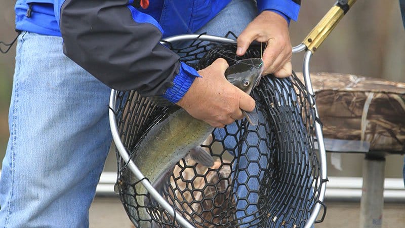 Fish harvest is a key tool in conservation of resources • Arkansas