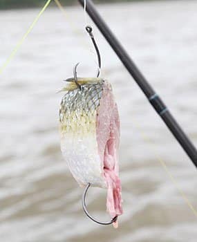 Getting to the point on fishing hooks • Arkansas Game & Fish
