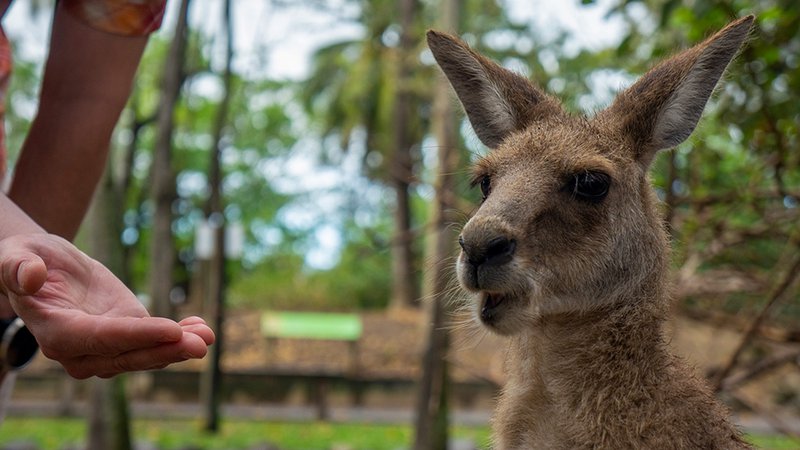 Captive wildlife, Wildlife