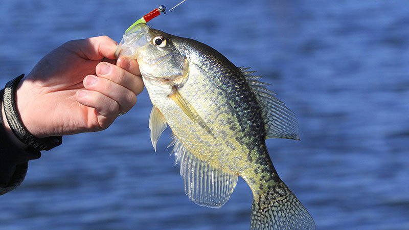 Fishing Lure Color Selection (Part 2): Depth Affects What Colors Fish Can  See 