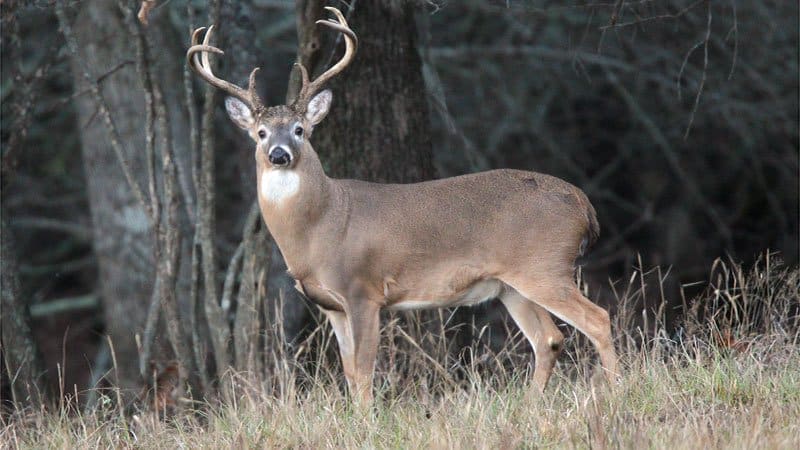 Deer Seasons and Limits by Zone • Arkansas Game & Fish Commission