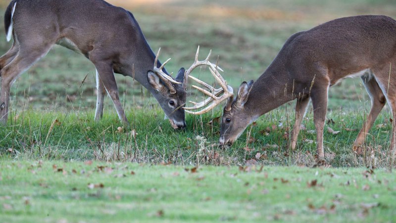 Deer Seasons and Limits by Zone • Arkansas Game & Fish Commission