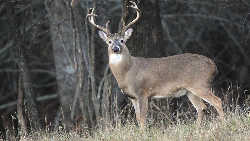 Arkansas WMA Deer Hunt Permits drawn • Arkansas Game & Fish Commission