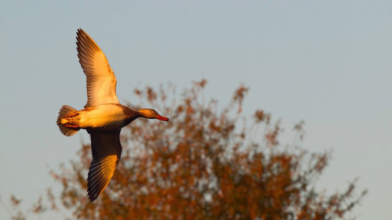 Arkansas Wildlife Waterfowl Report • Arkansas Game & Fish Commission