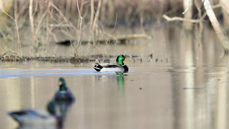 Best Duck Blinds of 2022 - Wildfowl