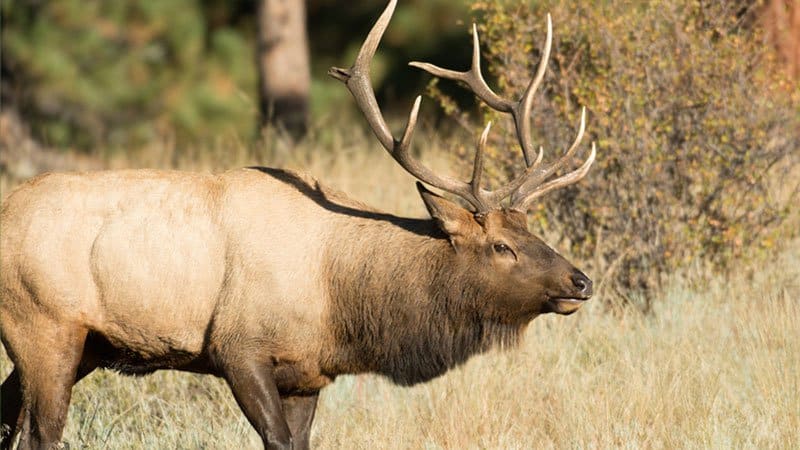 2020 Elk Hunt permit application available May 1 • Arkansas Game & Fish ...