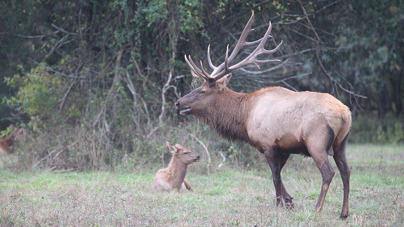 All About Elk (Hunter's Information Series)