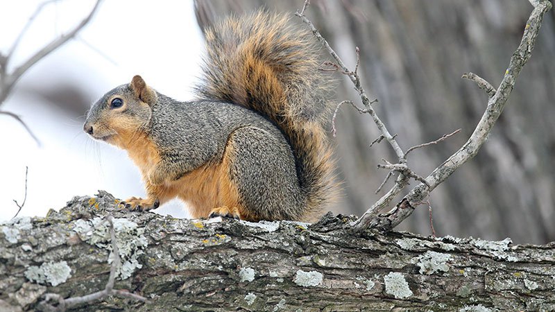 Tiny) Squirrel Avatar - Black