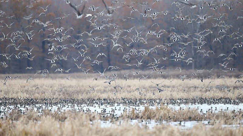 Environmental Monitor  Arkansas Game and Fish Deploys an