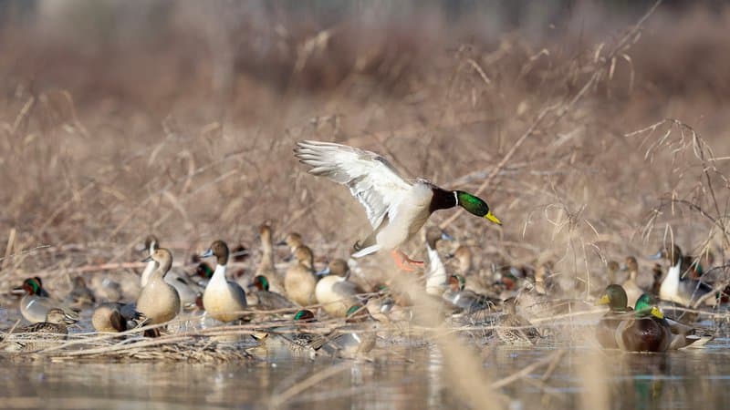 Despite duck decline, Arkansas remains duck capital of the world