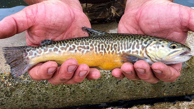 AGFC to try tiger trout hybrid in Bull Shoals tailwater • Arkansas