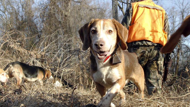 What is the Best Small Game Hunting Dog?: Unleash the Top Breeds!