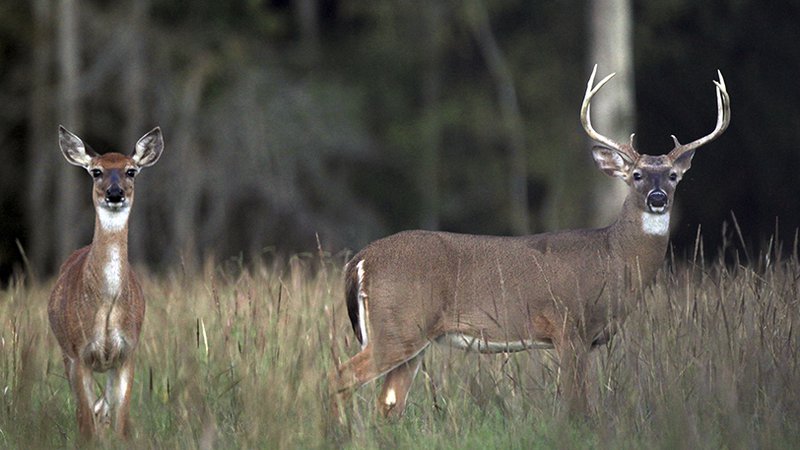 Comment on proposed changes to Arkansas hunting, wildlife regulations ...