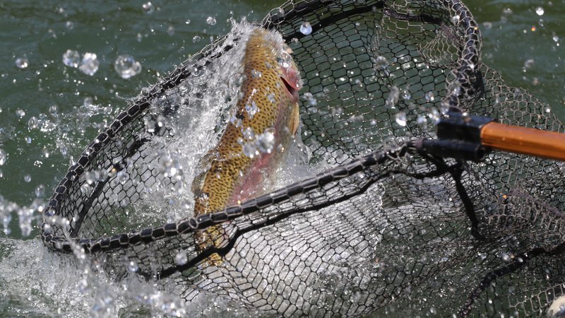 Help trout keep their cool this summer • Arkansas Game & Fish Commission