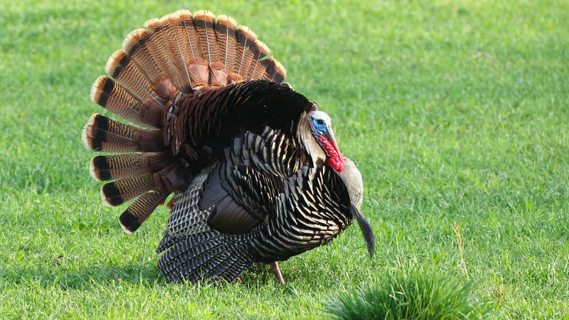 Arkansas turkey harvest inches up • Arkansas Game & Fish Commission