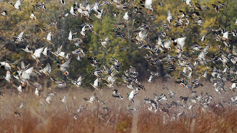 Estimated decline in duck population only part of fall flight story •  Arkansas Game & Fish Commission