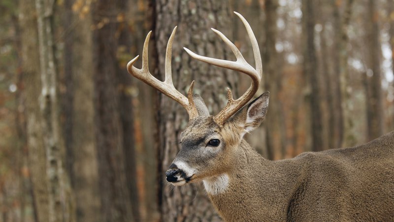 Changes made to WMA Deer Hunt Permit application process • Arkansas ...