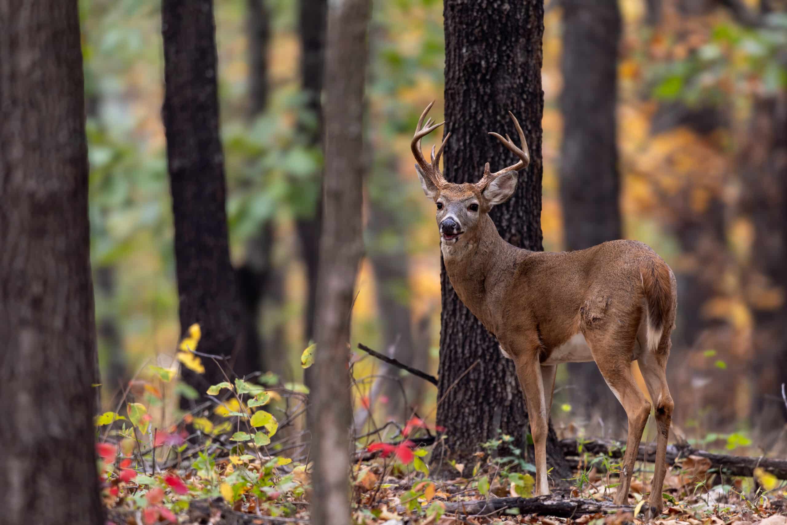 Potlatch Cook's Lake Nature Center • Arkansas Game & Fish Commission