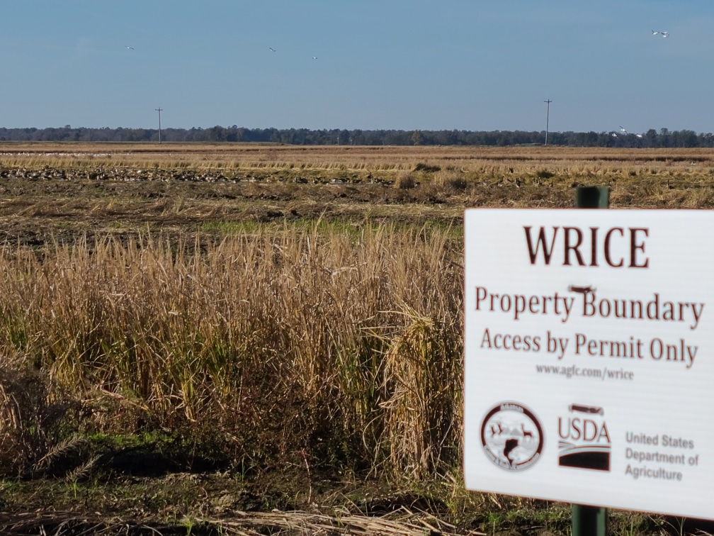 Estimated decline in duck population only part of fall flight