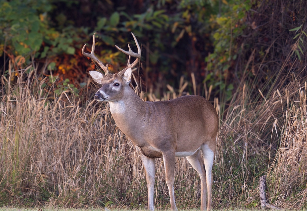New partnership putting more hands to work for deer management in