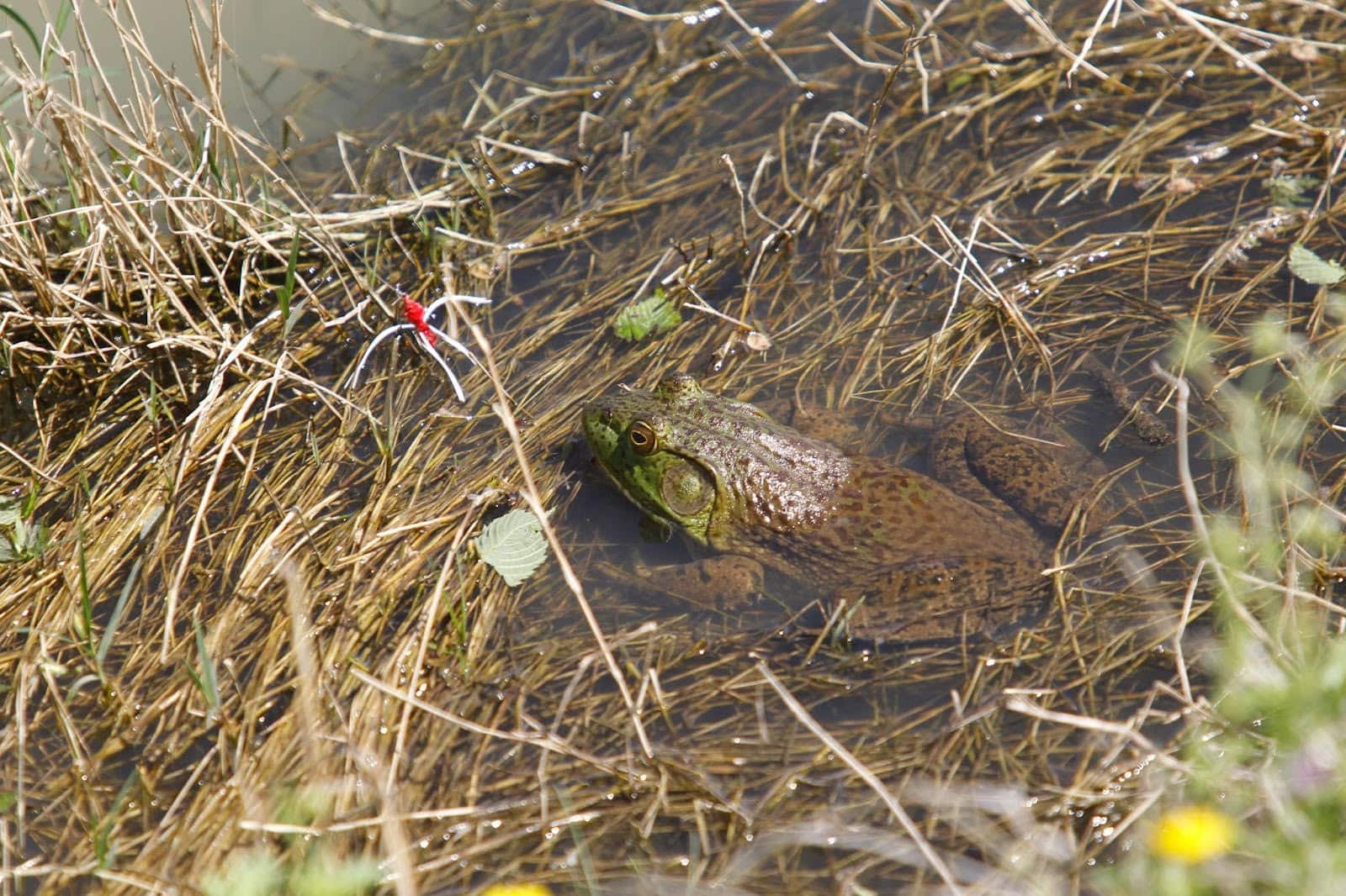 Arkansas bullfrog season underway • Arkansas Game & Fish Commission