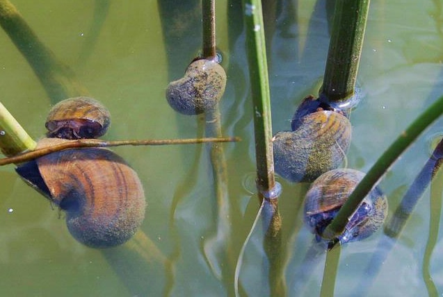 Agfc Discovers Invasive Apple Snails In Live Crawfish Shipments 