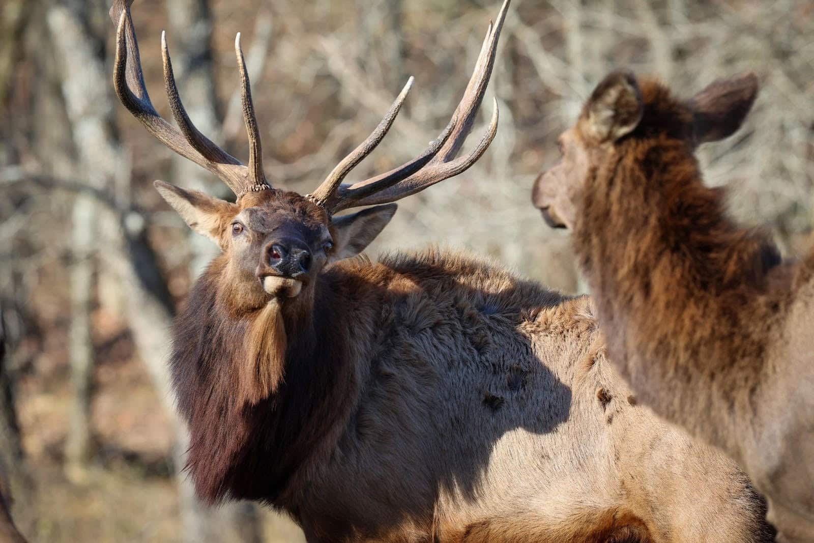 Apply for an Arkansas Elk Hunting Permit • Arkansas Game & Fish Commission