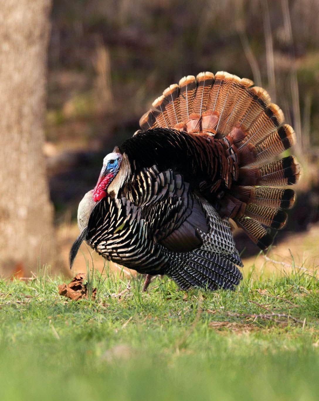 Arkansas turkey harvest continues slow climb • Arkansas Game & Fish