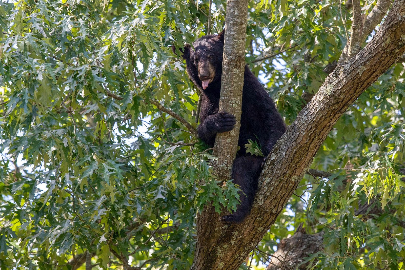 Summer Travels Can Land Bears in Hot Water • Arkansas Game & Fish Commission