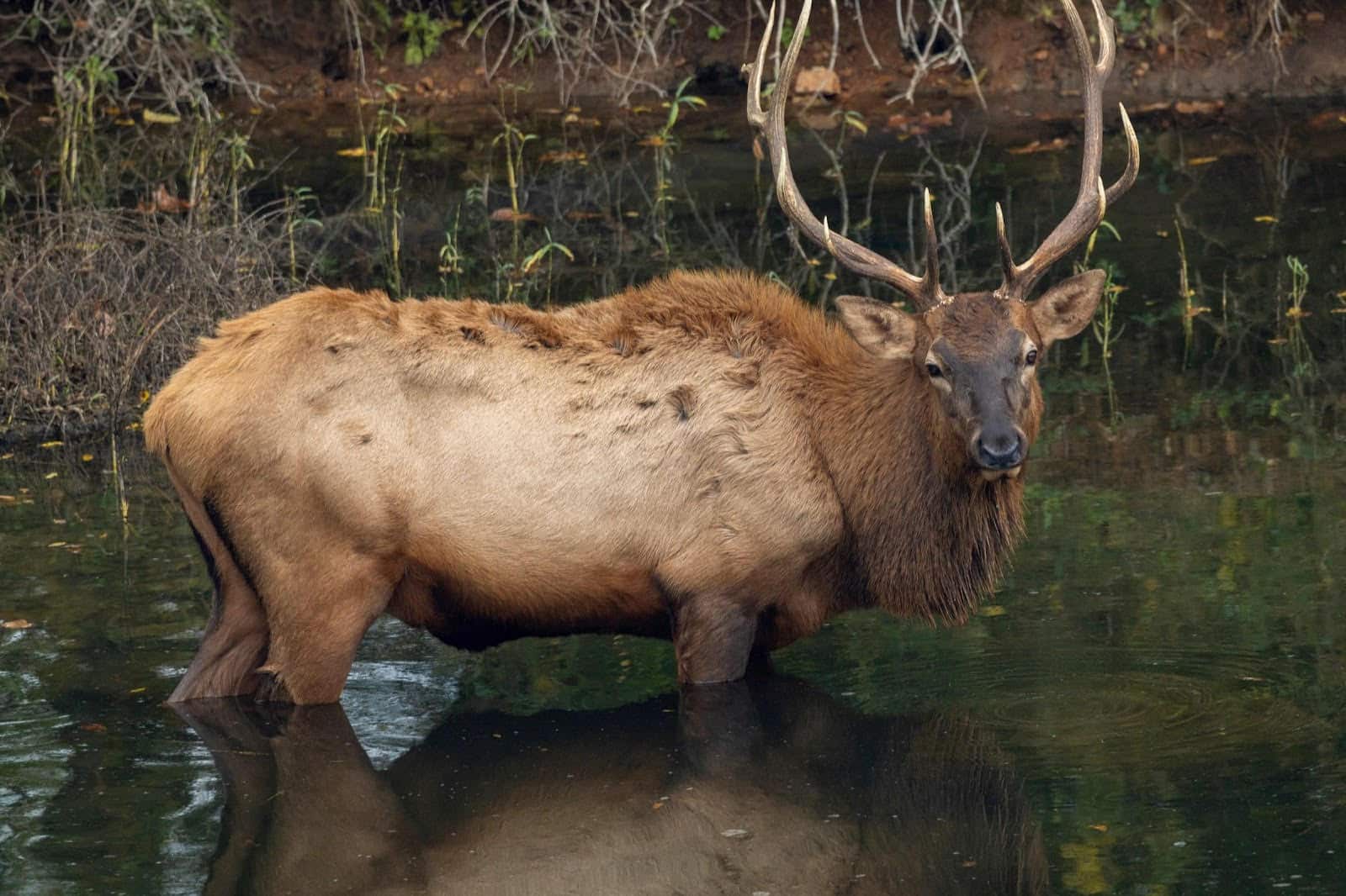 Buffalo River Elk Festival offers last shot to apply for Arkansas elk