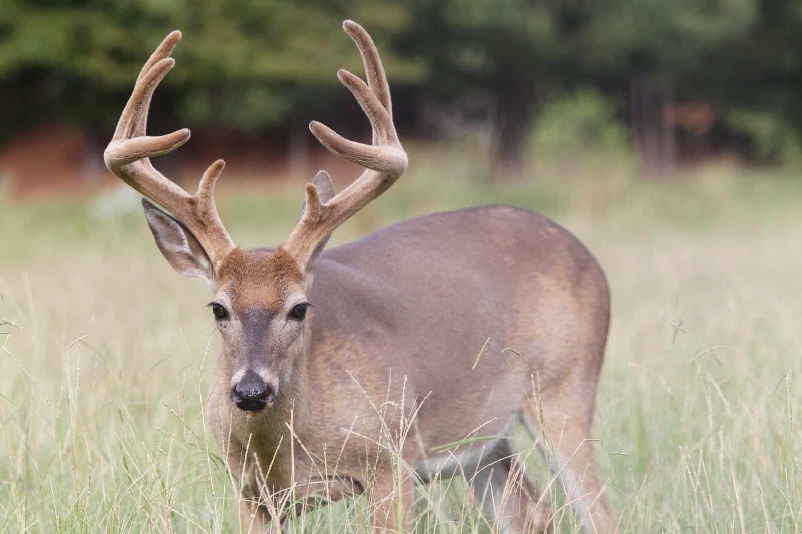 Deer-specific Hunting Regulations • Arkansas Game & Fish Commission