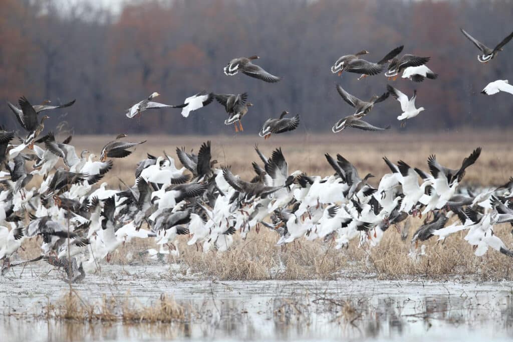 BIRDS TAKING FLIGHT: Humans can minimize the risk of contracting HPAI by not handling sick animals and cooking all game to a temperature of 165 degrees Fahrenheit.