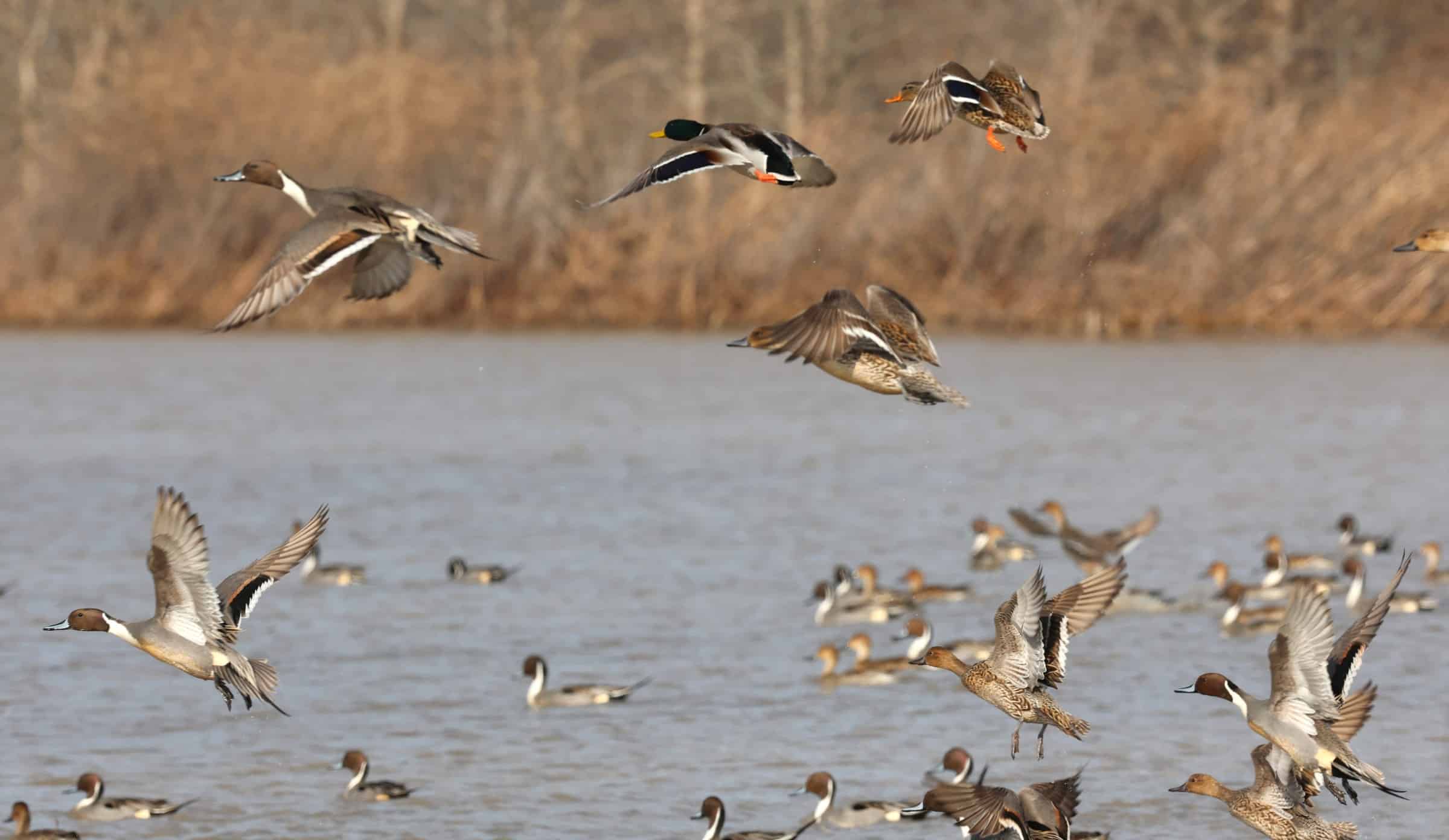 Arkansas Wildlife Weekly Waterfowl Report • Arkansas Game & Fish Commission