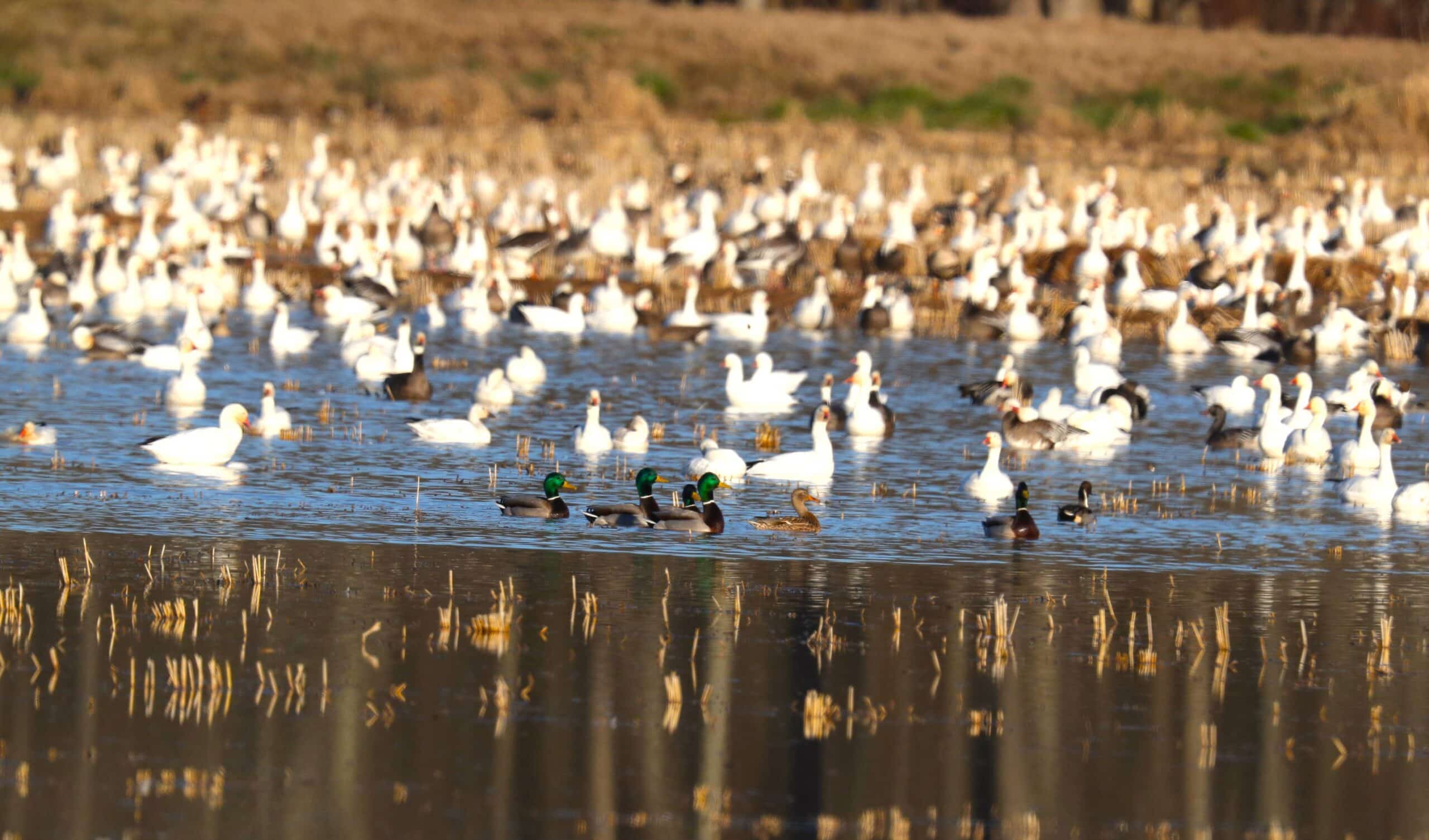 Arkansas Wildlife Weekly Waterfowl Report • Arkansas Game & Fish Commission